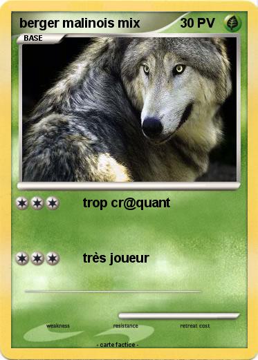 Pokemon berger malinois mix