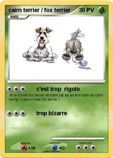 Pokemon cairn terrier / fox terrier