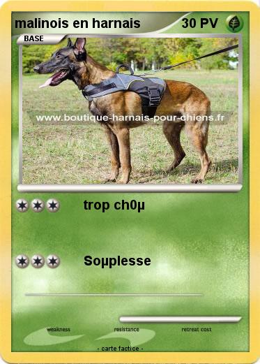 Pokemon malinois en harnais