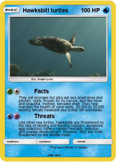 Pokemon Hawksbill turtles