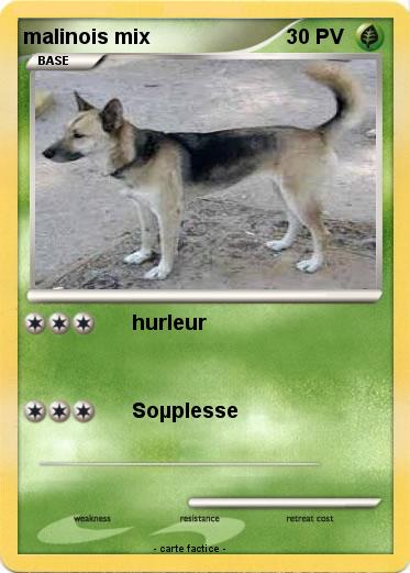 Pokemon malinois mix