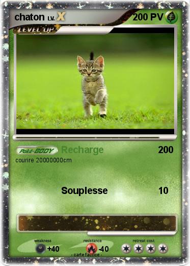 Pokemon chaton