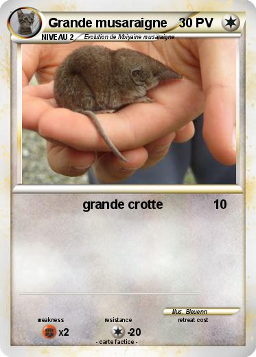 Pokemon Grande musaraigne