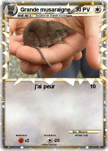 Pokemon Grande musaraigne