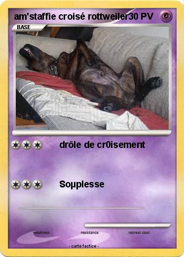 Pokemon am'staffie croisé rottweiler