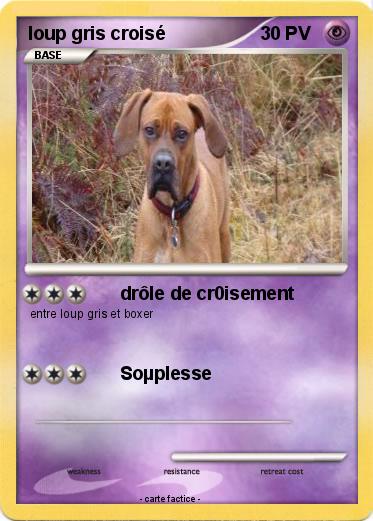 Pokemon loup gris croisé
