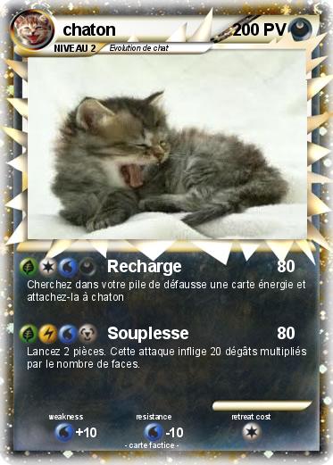 Pokemon chaton