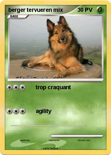 Pokemon berger tervueren mix