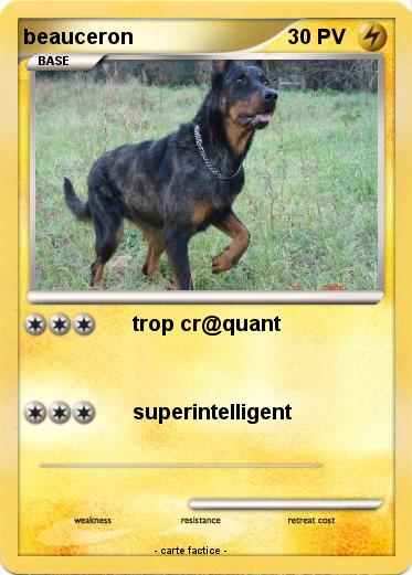 Pokemon beauceron