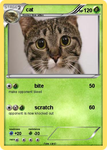 Pokemon cat