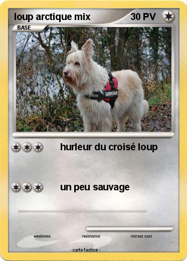 Pokemon loup arctique mix