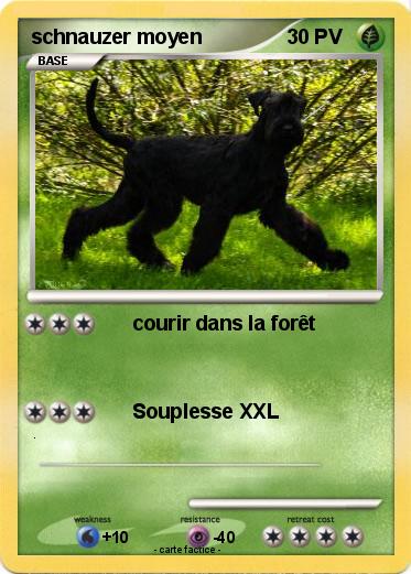 Pokemon schnauzer moyen