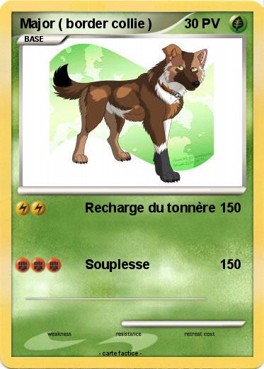Pokemon Major ( border collie )