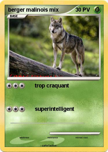 Pokemon berger malinois mix