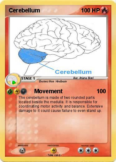 Pokemon Cerebellum