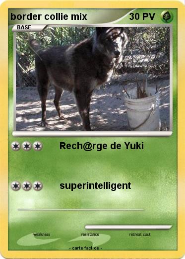 Pokemon border collie mix