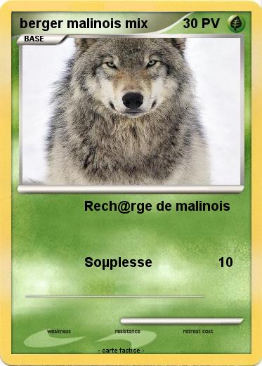 Pokemon berger malinois mix