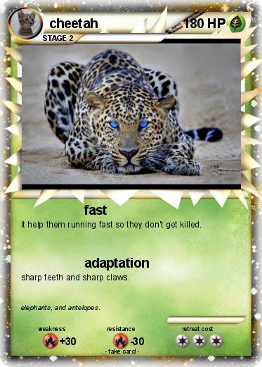 Pokemon cheetah