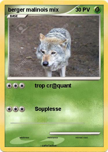 Pokemon berger malinois mix