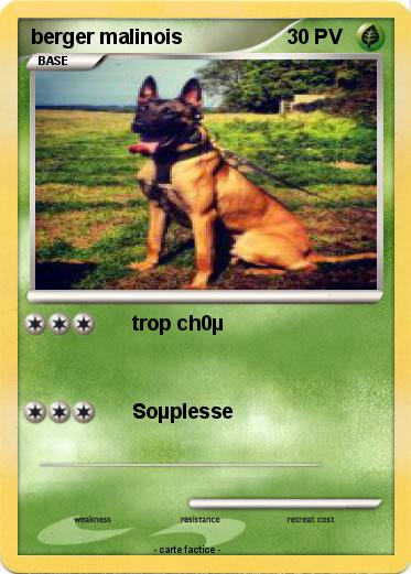 Pokemon berger malinois