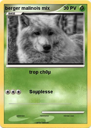 Pokemon berger malinois mix