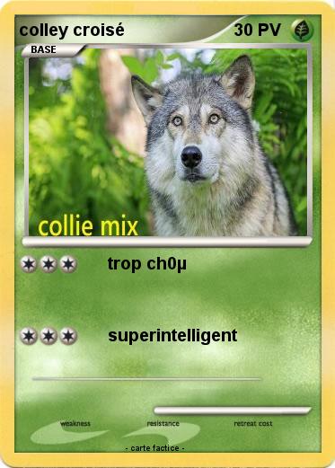 Pokemon colley croisé