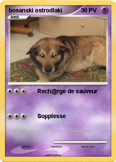 Pokemon bosanski ostrodlaki