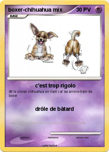 Pokemon boxer-chihuahua mix
