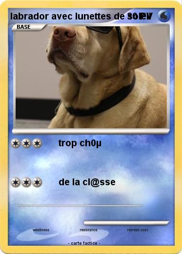 Pokemon labrador avec lunettes de soleil