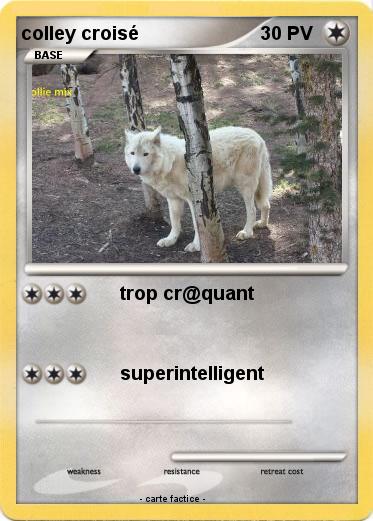 Pokemon colley croisé