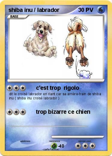 Pokemon shiba inu / labrador
