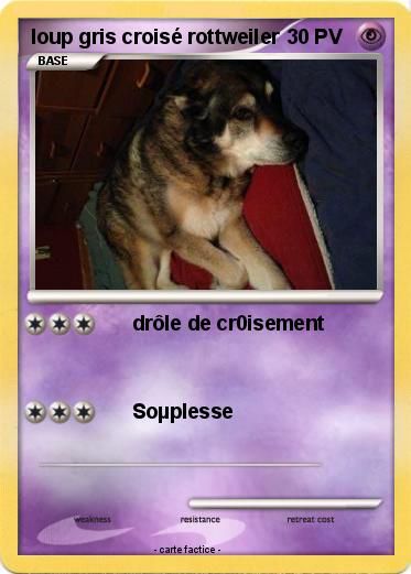 Pokemon loup gris croisé rottweiler