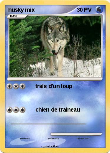 Pokemon husky mix