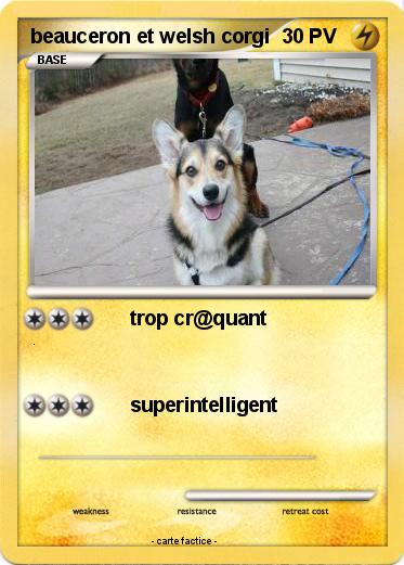Pokemon beauceron et welsh corgi