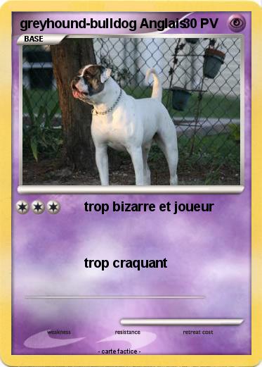 Pokemon greyhound-bulldog Anglais