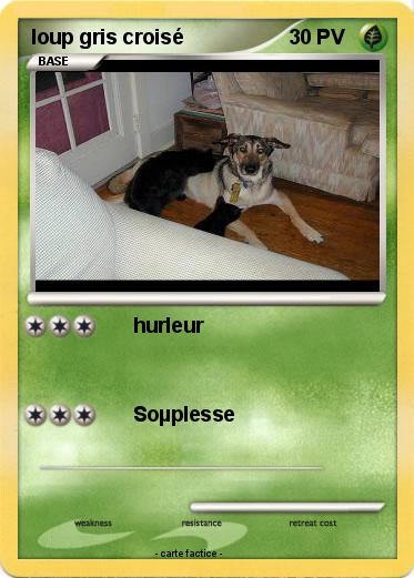Pokemon loup gris croisé