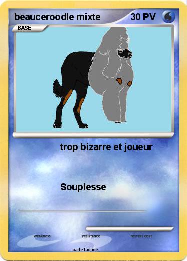 Pokemon beauceroodle mixte