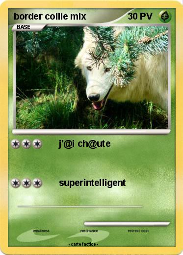 Pokemon border collie mix