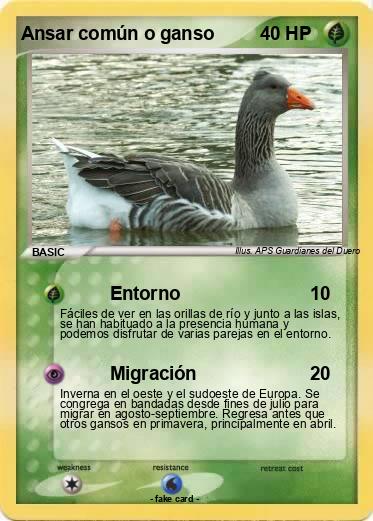 Pokemon Ansar común o ganso