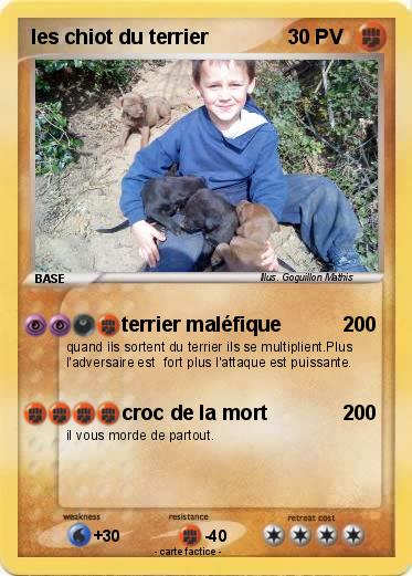 Pokemon les chiot du terrier