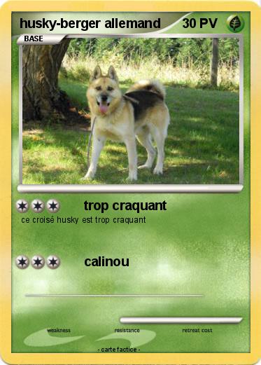 Pokemon husky-berger allemand