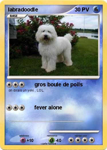Pokemon labradoodle