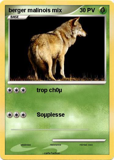 Pokemon berger malinois mix