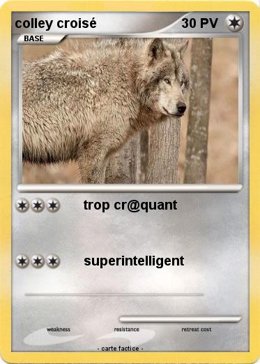 Pokemon colley croisé