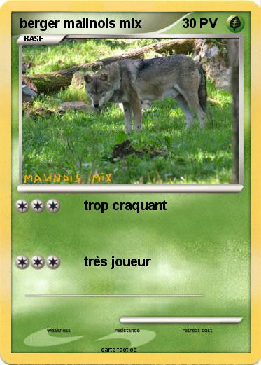 Pokemon berger malinois mix
