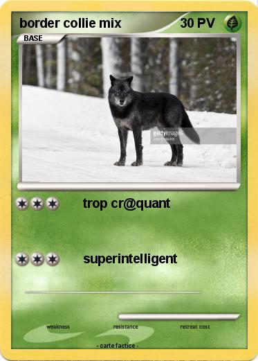 Pokemon border collie mix