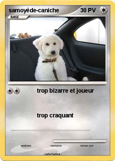 Pokemon samoyède-caniche