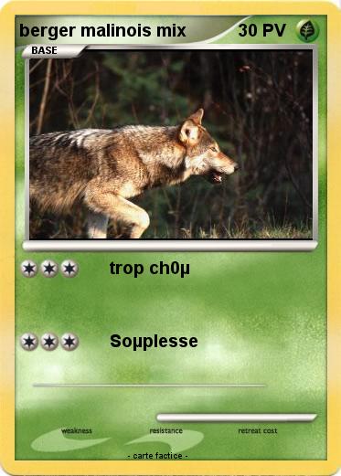 Pokemon berger malinois mix