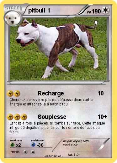 Pokemon pitbull 1