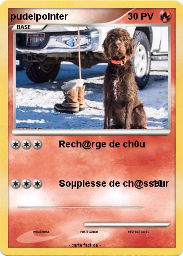 Pokemon pudelpointer